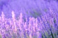 Lavender bushes closeup on sunset. Sunset gleam over purple flowers of lavender. Provence region of France. Royalty Free Stock Photo