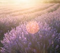 Lavender bushes closeup on sunset. Sunset gleam over purple flowers of lavender. Provence region of France. Royalty Free Stock Photo