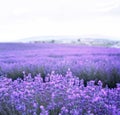 Lavender bushes closeup on sunset. Sunset gleam over purple flowers of lavender. Provence region of France. Royalty Free Stock Photo