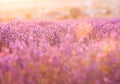 Lavender bushes closeup on sunset. Sunset gleam over purple flowers of lavender. Provence region of France. Royalty Free Stock Photo