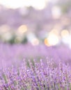 Lavender bushes closeup on sunset. Sunset gleam over purple flowers of lavender. Provence region of France. Royalty Free Stock Photo