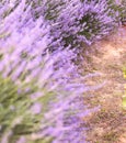 Lavender bushes closeup on sunset. Sunset gleam over purple flowers of lavender. Provence region of France. Royalty Free Stock Photo