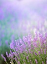 Lavender bushes closeup on sunset. Sunset gleam over purple flowers of lavender. Provence region of France. Royalty Free Stock Photo