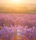 Lavender bushes closeup on sunset. Sunset gleam over purple flowers of lavender. Provence region of France. Royalty Free Stock Photo