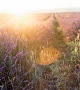 Lavender bushes closeup on sunset. Sunset gleam over purple flowers of lavender. Provence region of France. Royalty Free Stock Photo
