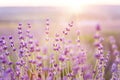 Lavender bushes closeup.