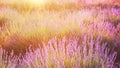 Lavender bushes closeup. Royalty Free Stock Photo