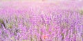 Lavender bushes closeup. Royalty Free Stock Photo