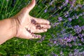 Lavender bushes with a female hand close-up with shadows. An image with blurred and sharp lavender flowers. Royalty Free Stock Photo