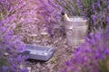 Lavender bushes with gravel ground. Beautiful champagne bucket and table at lavender field closeup. Lavender flower Royalty Free Stock Photo