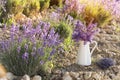 Lavender bushes with gravel ground. Beautiful image of white vase with flowers at lavender field closeup. Lavender Royalty Free Stock Photo