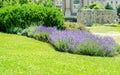 Lavender bushes