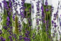 Lavender and butterflies on a white fence Royalty Free Stock Photo