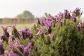 Lavender butterfly in bloom with morning dew Royalty Free Stock Photo