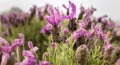 Lavender butterfly in bloom with morning dew Royalty Free Stock Photo