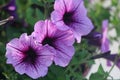 Calibrachoa flowers. Closeup.