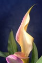 Lavender Calla Lilly Royalty Free Stock Photo