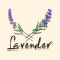 Lavender card. Purple flowers. Garden plant. Blossom twigs. Sketch blooms. Botanical shadow. Spring lavandula. Floral Royalty Free Stock Photo