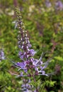 Lavender Cats Whiskers Plant orthosiphon stamineus Royalty Free Stock Photo