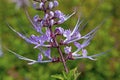 Lavender Cats Whiskers Plant orthosiphon stamineus Royalty Free Stock Photo