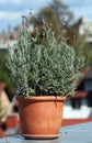 Lavender in ceramic pot Royalty Free Stock Photo