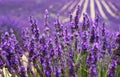 Lavender close Royalty Free Stock Photo