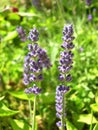 Lavender close up Royalty Free Stock Photo