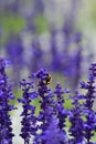 Lavender Royalty Free Stock Photo