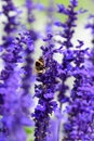 Lavender Royalty Free Stock Photo