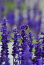 Lavender Royalty Free Stock Photo