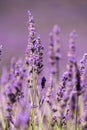 Lavender Close up with soft purple background