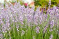 Lavender close up Royalty Free Stock Photo