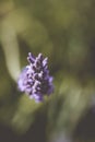 Lavender Royalty Free Stock Photo