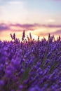 Lavender closeup on the background of the setting sun. Royalty Free Stock Photo