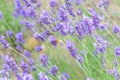 Lavender closeup with a bee Royalty Free Stock Photo