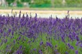 Lavender closeup Royalty Free Stock Photo