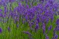 Lavender closeup on green rustic nature background. Royalty Free Stock Photo