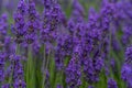 Lavender closeup on green rustic nature background. Royalty Free Stock Photo