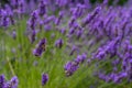 Lavender closeup on green rustic nature background. Royalty Free Stock Photo