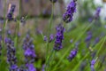 Lavender closeup on green rustic nature background. Royalty Free Stock Photo