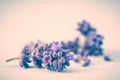 Lavender Royalty Free Stock Photo