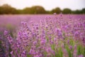 Lavender closeup nature. Royalty Free Stock Photo