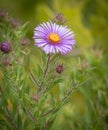 Beautiful New England Aster Flower