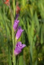 Lavender colored gladiolus spike (Gladiolus). Focus on the blossom below.