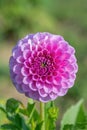 Lavender colored pompon dahlia.