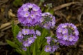 Lavender coloured perennial Primula Denticulata flowers providing a burst of colour in the garden in early spring Royalty Free Stock Photo