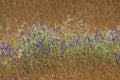 Lavender in cornfield grainfiled