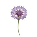 Lavender Cornflower Bloom on White Background Royalty Free Stock Photo