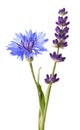 Lavender and cornflower Royalty Free Stock Photo