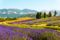 Lavender crops in southern Italy Calabria - Hilly landscape with lavender